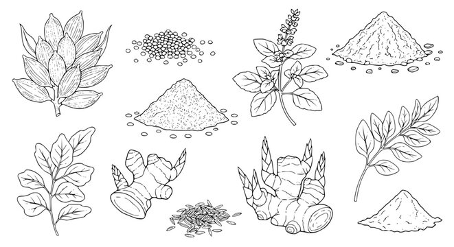 Set of Indian herbs plant Cardamom, Mustard Seeds, Garam Masala, Tulsi, Kasuri Methi, Ginger, Cumin Seeds, Turmeric Powder. hand drawn style. black and white line art drawing, no color, no shading
