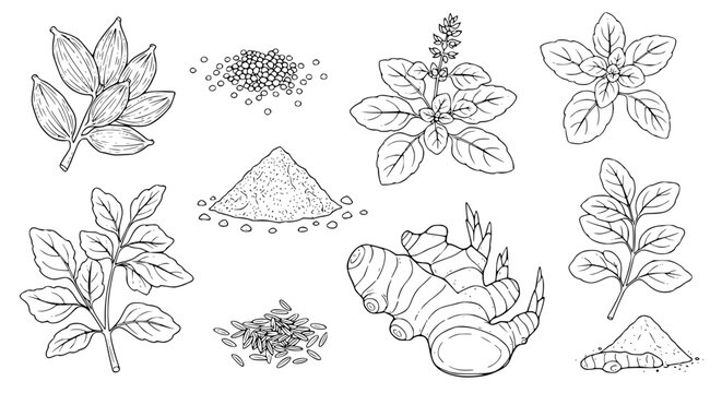 Set of Indian herbs plant Cardamom, Mustard Seeds, Garam Masala, Tulsi, Kasuri Methi, Ginger, Cumin Seeds, Turmeric Powder. hand drawn style. black and white line art drawing, no color, no shading