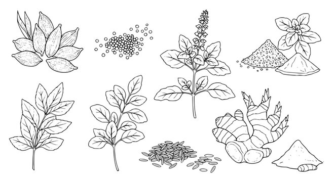 Set of Indian herbs plant Cardamom, Mustard Seeds, Garam Masala, Tulsi, Kasuri Methi, Ginger, Cumin Seeds, Turmeric Powder. hand drawn style. black and white line art drawing, no color, no shading