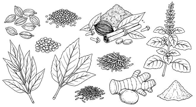 Set of Indian herbs plant Cardamom, Mustard Seeds, Garam Masala, Tulsi, Kasuri Methi, Ginger, Cumin Seeds, Turmeric Powder. hand drawn style. black and white line art drawing, no color, no shading