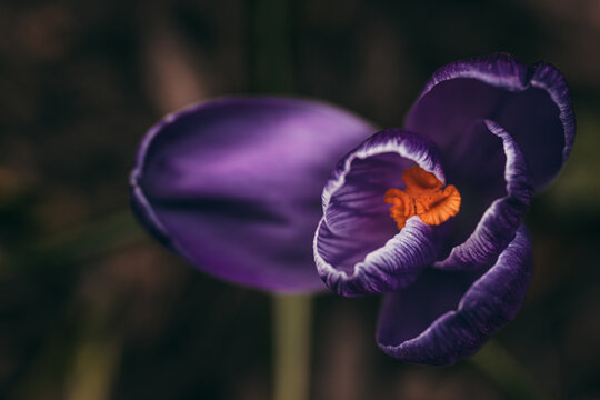 Purple Crocus Flower Close Up with Orange Center