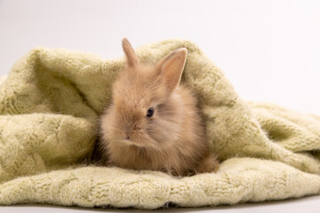 Naklejka premium Lovely bunny easter fluffy baby rabbit playing on beautiful pastel colorful blanket on white background. Rabbit family in winter concept. animal symbol of easter day. 