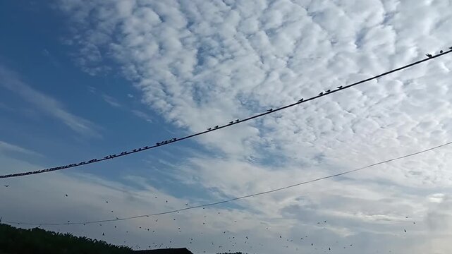 A long row of small birds perches on a wire that stretches diagonally across the sky