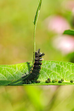 Milkweed Tussock Moth caterpillar and frass, Euchaetes egle, on swamp milkweed