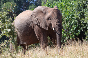 Fototapeta premium Afrikanischer Elefant / African elephant / Loxodonta africana