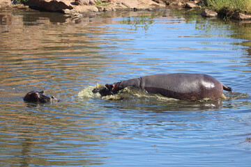 Naklejka premium Flußpferd / Hippopotamus / Hippopotamus amphibius