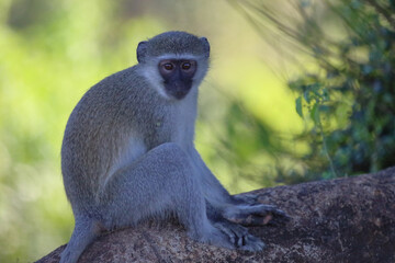 Grüne Meerkatze / Vervet monkey / Cercopithecus aethiops © Ludwig
