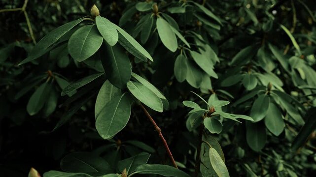 Luxury dark aesthetic botanical background. Closeup deep green rhododendron leaves. Azalea shrub foliage. Elegant natural texture with premium moody vibe. Cinematic nature view in spring-summer season