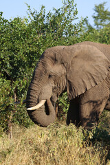 Fototapeta premium Afrikanischer Elefant / African elephant / Loxodonta africana