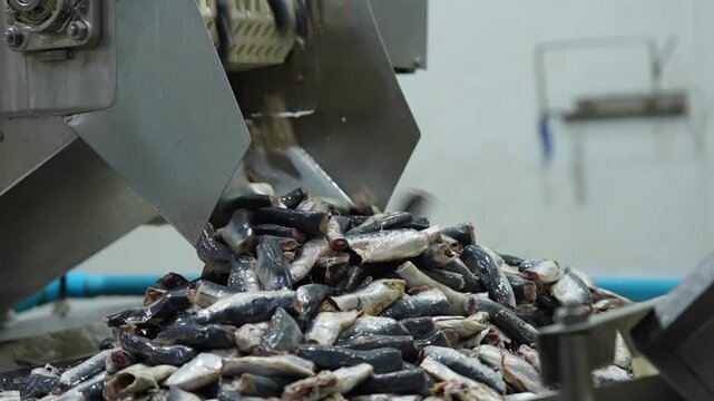 Automated Seafood Processing, A close-up view captures the efficiency of a modern seafood processing plant, showcasing the mechanical handling of fish.