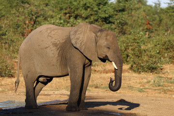 Fototapeta premium Afrikanischer Elefant / African elephant / Loxodonta africana