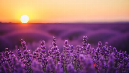 Fototapeta premium Lavender Field Sunset: The warm embrace of the setting sun bathes a vast lavender field in hues of purple and gold. A moment of serenity and natural beauty. 