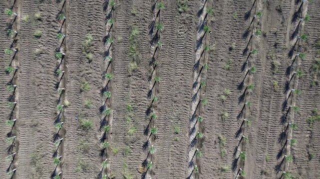 Vista cenital con dron elev&aacute;ndose de campo con olivos peque&ntilde;os en hileras