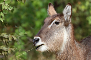 Fototapeta premium Wasserbock / Waterbuck / Kobus ellipsiprymnus