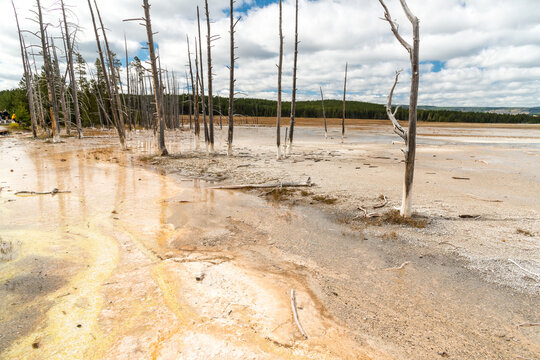 USA, Wyoming, Yellowstone National Park.  Dead trees that couldn't cope with the high temperatures and sulphur levels.  Midway Geyser Basin
