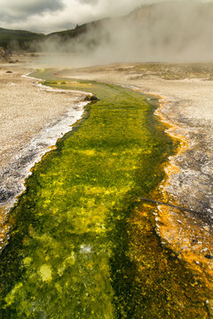 USA, Wyoming, Yellowstone National Park. Bright green colored stream, flowing through the Upper Geyser Basin, Biscuit Basin Loop trail.