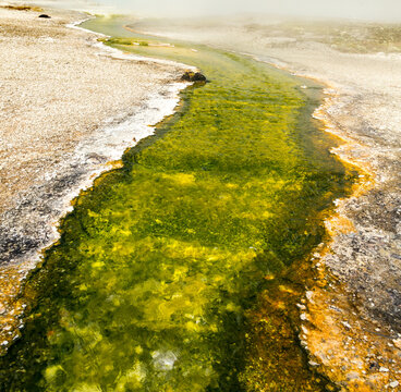 USA, Wyoming, Yellowstone National Park. Bright green colored stream, flowing through the Upper Geyser Basin, Biscuit Basin Loop trail.