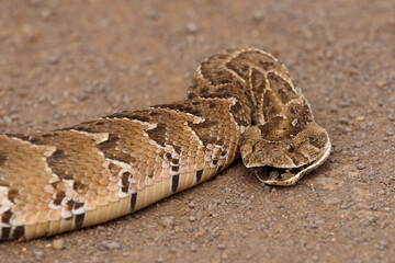 Naklejka premium Puffotter / Puff adder / Bitis arietans arietans