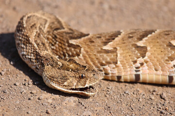 Fototapeta premium Puffotter / Puff adder / Bitis arietans arietans