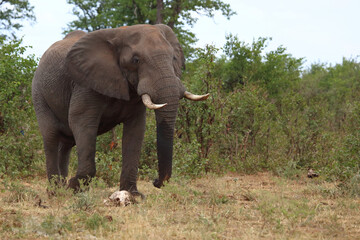 Fototapeta premium Afrikanischer Elefant / African elephant / Loxodonta africana