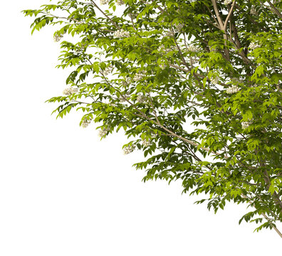 white Flowering shrub branch isolated on transparent background. Flowering tree branch with white flowers isolated on transparent background PNG. PNG Flower tree branch isolated on white background.