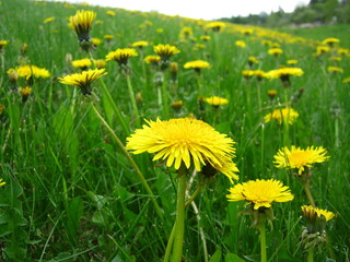 Fototapeta premium Green And Grassy Dandelion Meadow