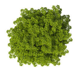 Obraz premium Single green tree isolated on transparent background. Large big tree with leaves isolated on transparent background. Tree isolated on white background. Isolated ornamental tree PNG. Leafy plant PNG.