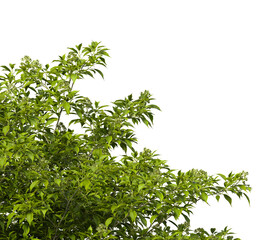 Tree branch isolated on transparent background. Large tree branch green leaves isolated on transparent background. Plant or tree leaves isolated on white background. Tree foliage PNG. Plant leaves PNG © Nimal