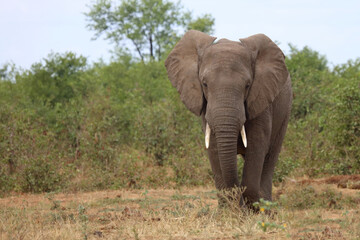 Fototapeta premium Afrikanischer Elefant / African elephant / Loxodonta africana