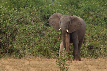 Fototapeta premium Afrikanischer Elefant / African elephant / Loxodonta africana