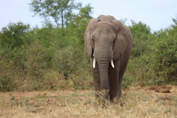 Obraz premium Afrikanischer Elefant / African elephant / Loxodonta africana