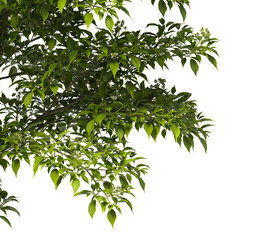 Tree branch isolated on transparent background. Large tree branch green leaves isolated on transparent background. Plant or tree leaves isolated on white background. Tree foliage PNG. Plant leaves PNG © Nimal