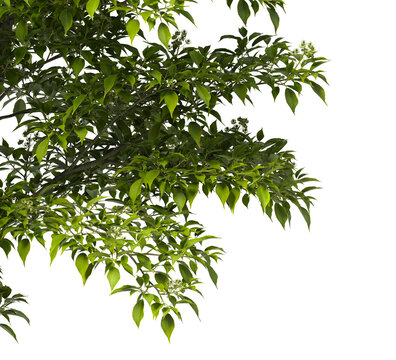 Tree branch isolated on transparent background. Large tree branch green leaves isolated on transparent background. Plant or tree leaves isolated on white background. Tree foliage PNG. Plant leaves PNG