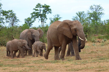 Fototapeta premium Afrikanischer Elefant / African elephant / Loxodonta africana