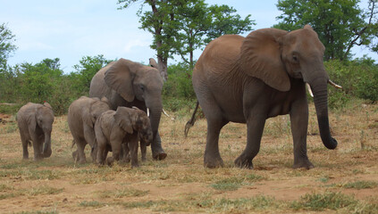 Fototapeta premium Afrikanischer Elefant / African elephant / Loxodonta africana
