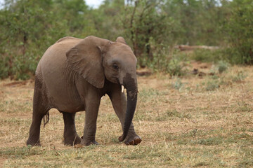 Fototapeta premium Afrikanischer Elefant / African elephant / Loxodonta africana