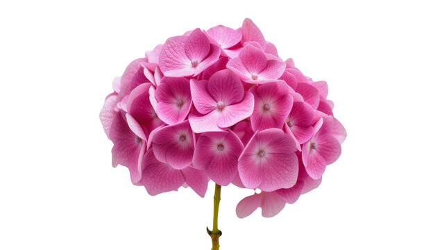 Isolated vibrant pink hydrangea flower head with delicate petals and green stem