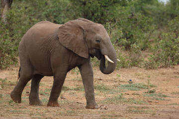 Fototapeta premium Afrikanischer Elefant / African elephant / Loxodonta africana