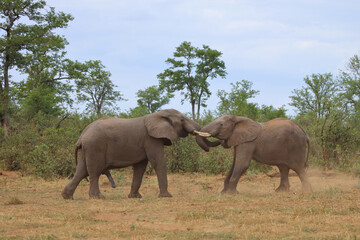 Fototapeta premium Afrikanischer Elefant / African elephant / Loxodonta africana