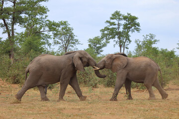 Fototapeta premium Afrikanischer Elefant / African elephant / Loxodonta africana