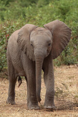 Fototapeta premium Afrikanischer Elefant / African elephant / Loxodonta africana