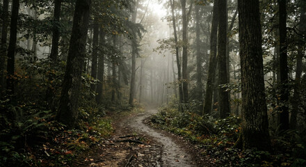 Obraz premium Dark And Foggy Pathway Through A Mystical Forest