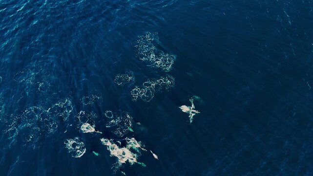 Pod of dolphins leaping and moving swiftly through deep blue turquoise waters in Baja Mexico, aerial drone view capturing dynamic motion, playful marine mammals with sparkling sunlight and ocean