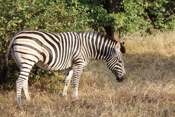 Obraz premium Steppenzebra / Burchell's zebra / Equus quagga burchellii