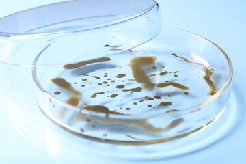 Obraz premium Biochemistry. Petri dishes with samples on light blue background, closeup