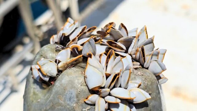 Cluster of goose barnacles attached to a rock, showing natural marine growth and shell textures in close-up view.