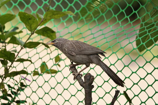 Babblers