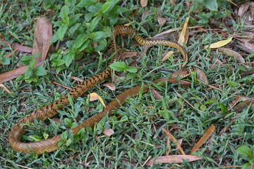 Fototapeta premium Ptyas mucosa snake. Its common name is&nbsp;Oriental rat snake and&nbsp;Indian rat snake. It&nbsp;is a common non-venomous&nbsp;species&nbsp;of&nbsp;colubrid&nbsp;snake&nbsp;found in parts of&nbsp;South&nbsp;and&nbsp;Southeast Asia. Tm