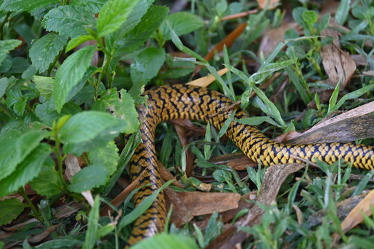 Ptyas mucosa snake. Its common name is&nbsp;Oriental rat snake and&nbsp;Indian rat snake. It&nbsp;is a common non-venomous&nbsp;species&nbsp;of&nbsp;colubrid&nbsp;snake&nbsp;found in parts of&nbsp;South&nbsp;and&nbsp;Southeast Asia. Tm