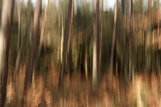 A blurry image of trees with a mood of calmness and serenity